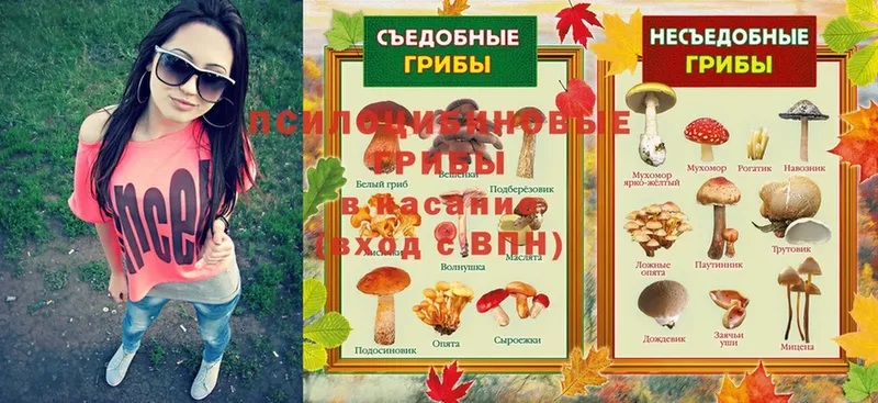 Галлюциногенные грибы Psilocybine cubensis  блэк спрут рабочий сайт  Муром 